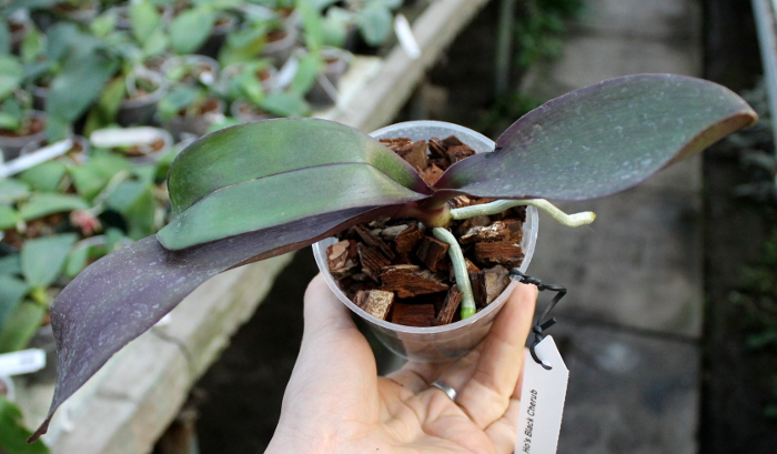 Phalaenopsis Ho's Black Cherub.JPG