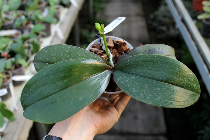 Phalaenopsis Mituo Cake 'Red'.JPG