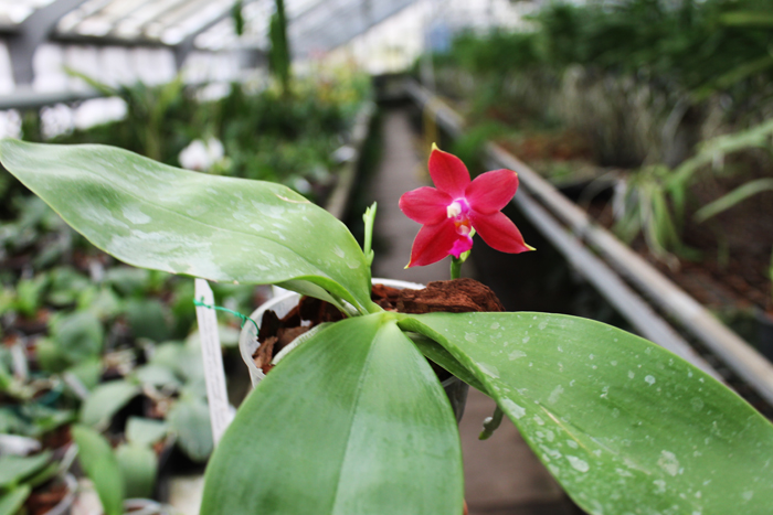 Phalaenopsis Jennifer Palermo (C1 type) x Phalaenopsis LD's Bear Queen.jpg