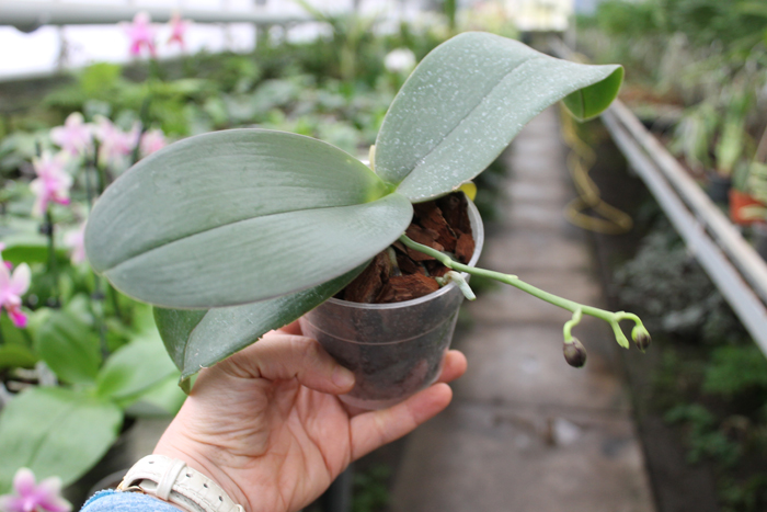 Phalaenopsis Brother Peoker 'BL' x gigantea.jpg