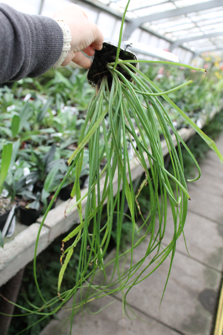 Acanthostachys strobilacea.jpg