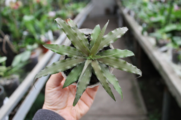 Cryptanthus roseus.jpg