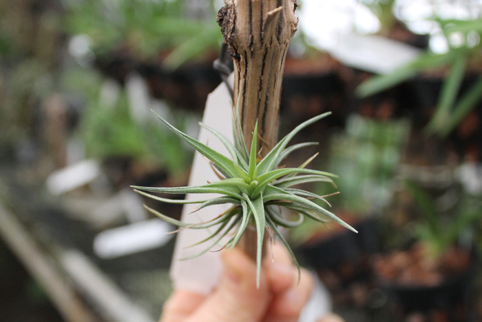 Tillandsia aeranthos Bronze.jpg