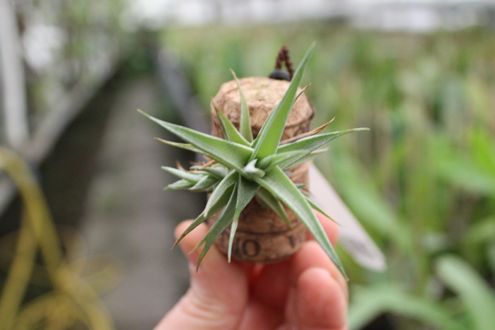 Tillandsia aeranthos hybrid.jpg