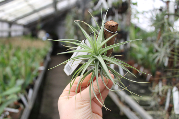 Tillandsia aeranthos (large).jpg