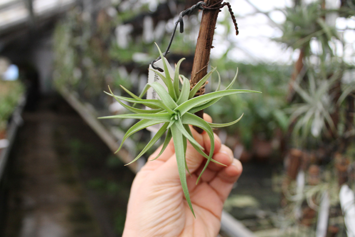 Tillandsia aeranthos x bergeri.jpg