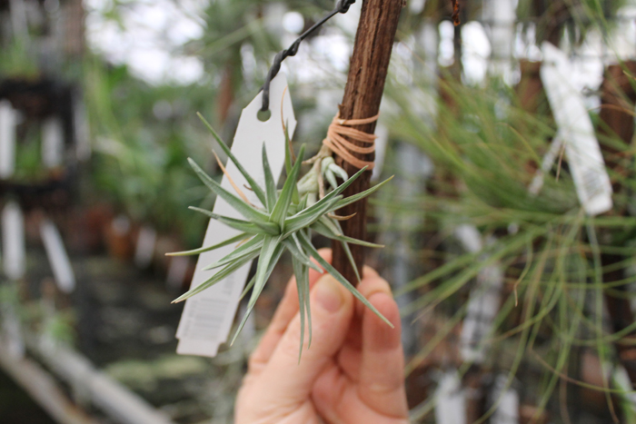 Tillandsia araujei hybrid.jpg