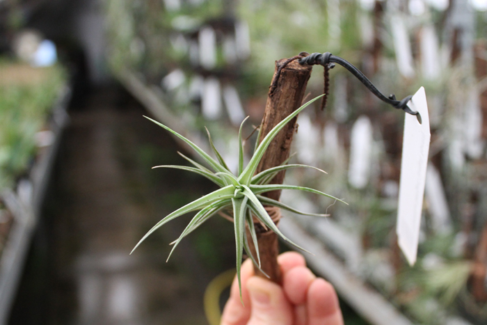 Tillandsia bergeri (small form).jpg