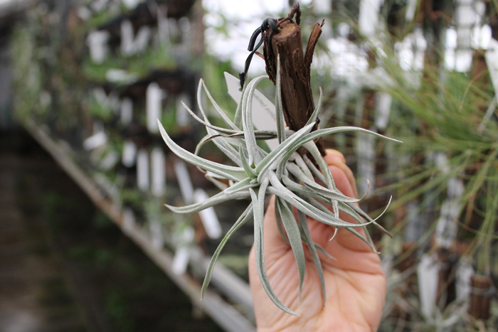 Tillandsia brachycaulos (white form).jpg