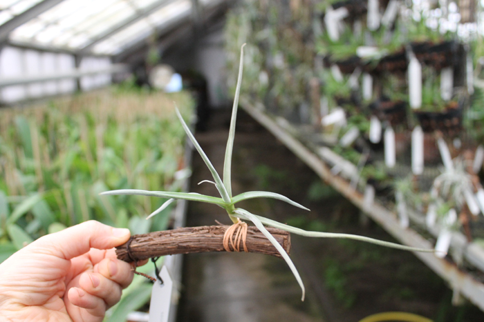 Tillandsia caliginosa.jpg