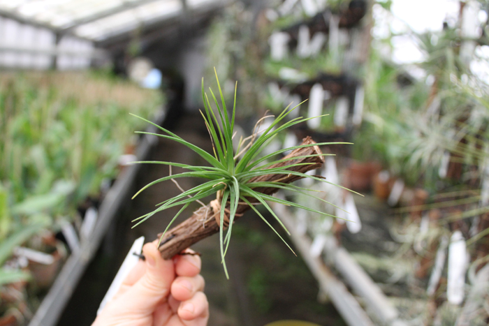 Tillandsia caulescens.jpg