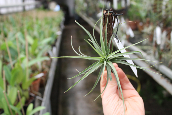 Tillandsia concolor.jpg