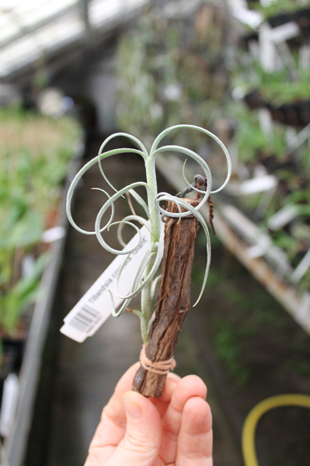 Tillandsia crocata 'Giant'.jpg