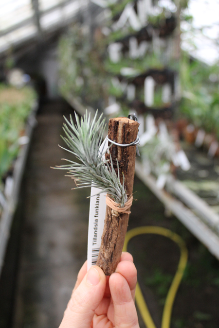 Tillandsia funkiana.jpg