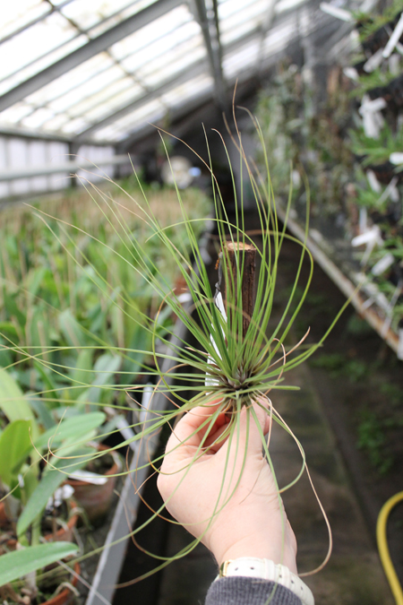 Tillandsia juncea red-green.jpg