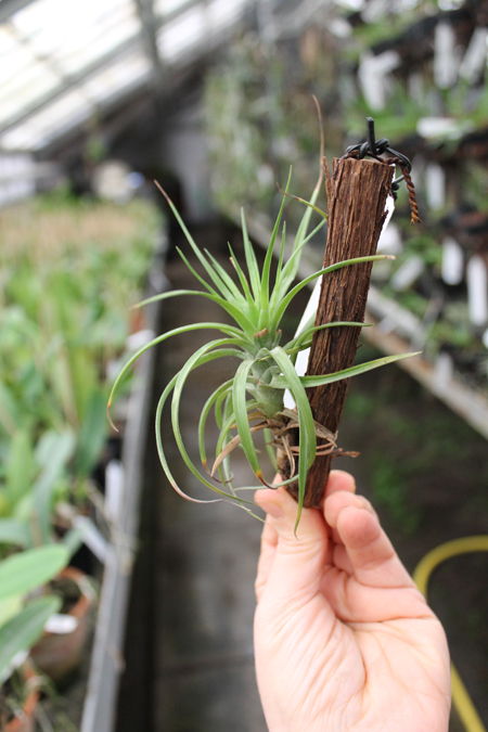 Tillandsia montana.jpg