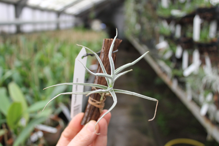 Tillandsia paleacea.jpg