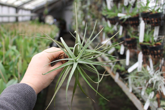 Tillandsia Peru Inca Gold.jpg