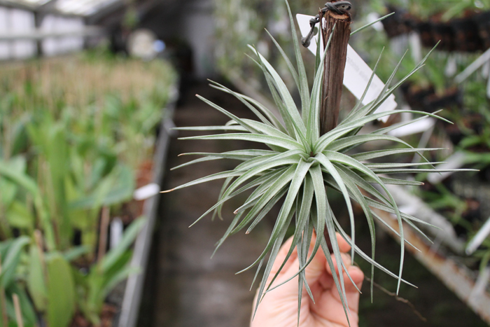 Tillandsia stricta 'Pink Bronze'.jpg