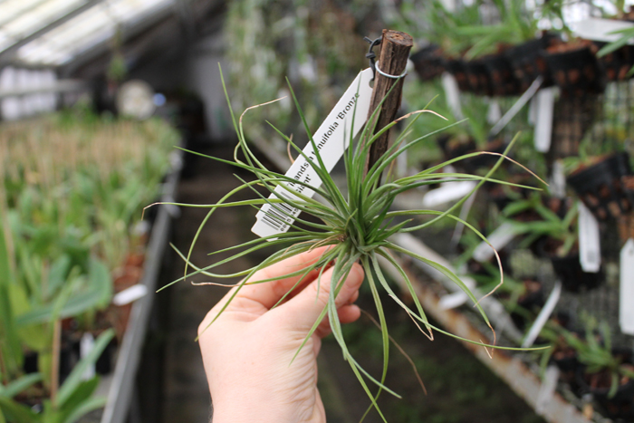 Tillandsia tenuifolia 'Bronze Giant'.jpg