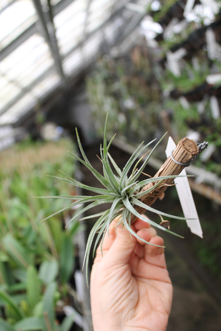 Tillandsia utriculata var prengelii.jpg