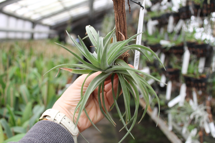 Tillandsia velutina.jpg