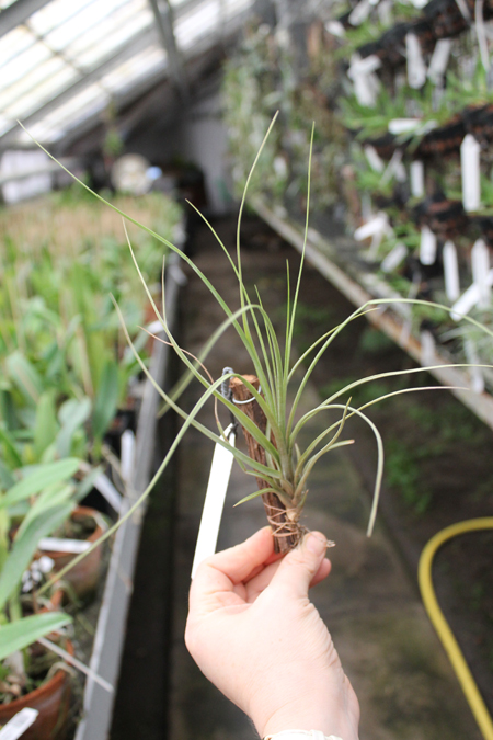 Tillandsia x Floridiana.jpg