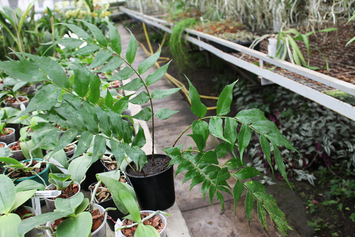 Cyrtomium falcatum.jpg