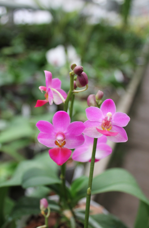 Phalaenopsis Liu's Berry 'SW'.jpg