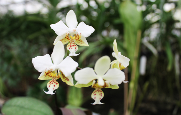 Phalaenopsis stuartiana.jpg