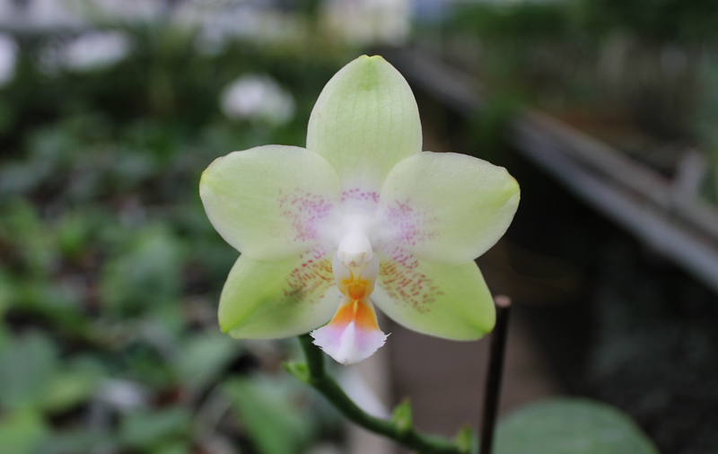Phalaenopsis (Yaphon Goldlight x Yaphon Rose) x Joy Spring Canary.jpg