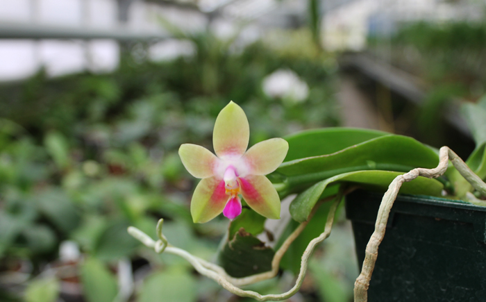Phalaenopsis Penang Girl.jpg