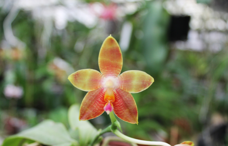 Phalaenopsis amboinensis x Phalaenopsis Penang Girl.jpg