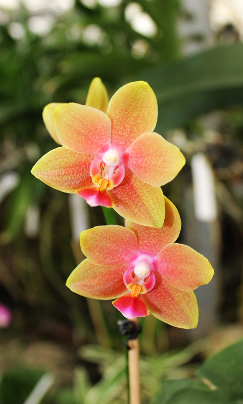 Phalaenopsis Tying Shin Cupid 'Yaphon'.jpg