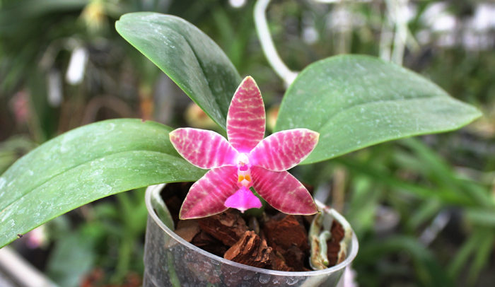 Phalaenopsis lueddemanniana x amboinensis.jpg