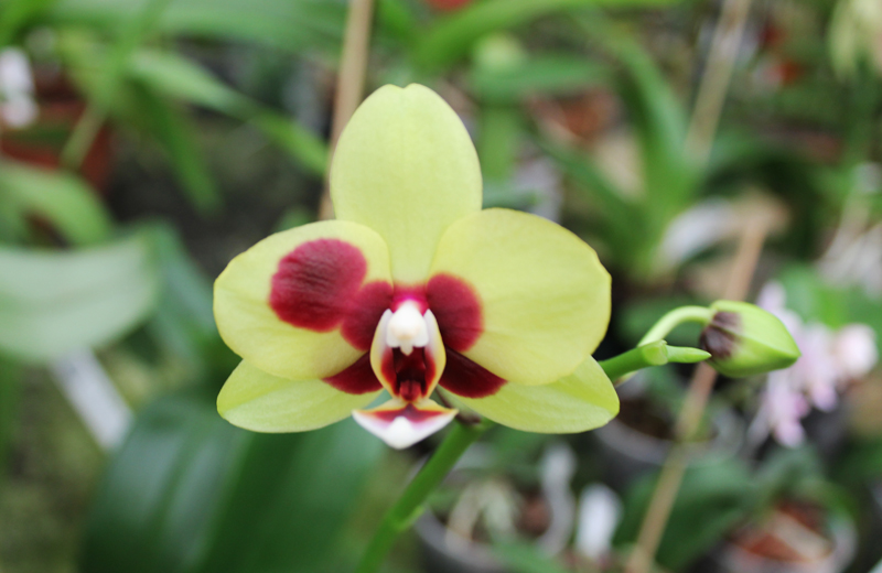 Phalaenopsis Mituo Golden 'M-2'.jpg