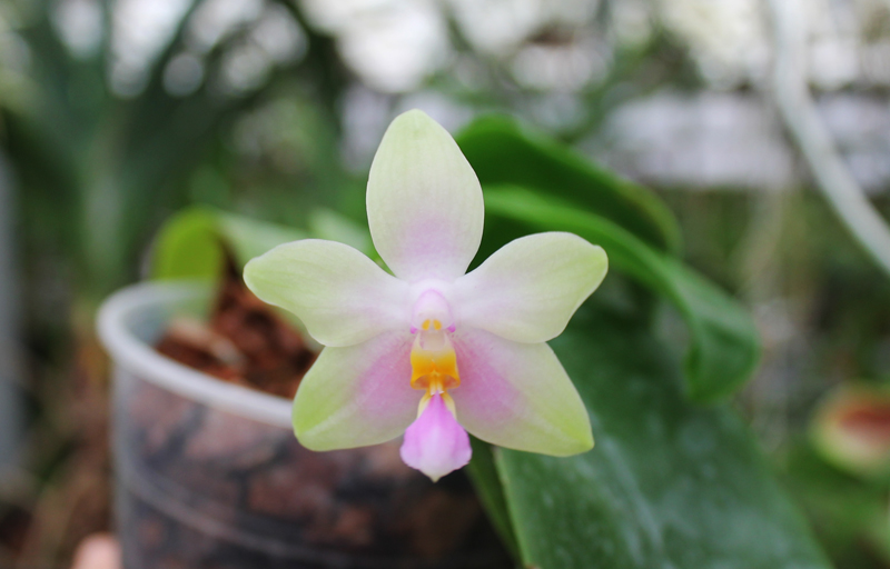 Phalaenopsis Buena Jewel x Phalaenopsis Penang Girl.jpg