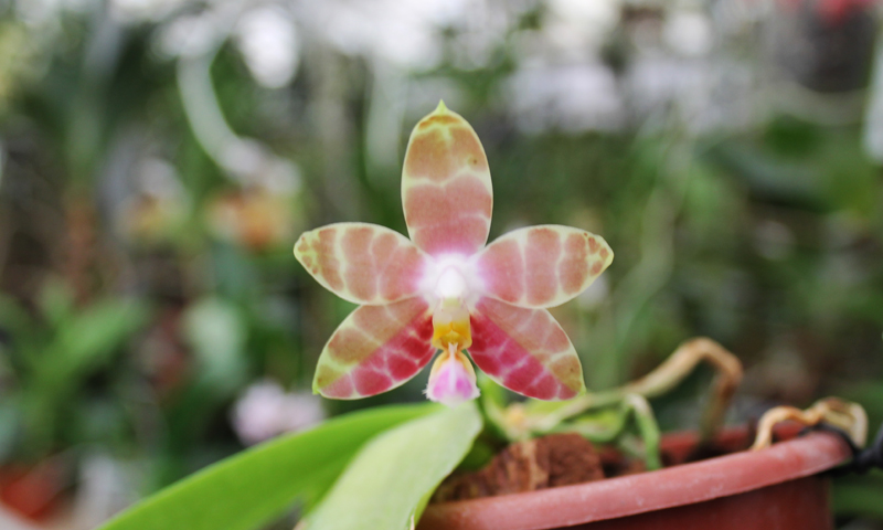 Phalaenopsis amboinensis x Phalaenopsis Penang Girl.jpg