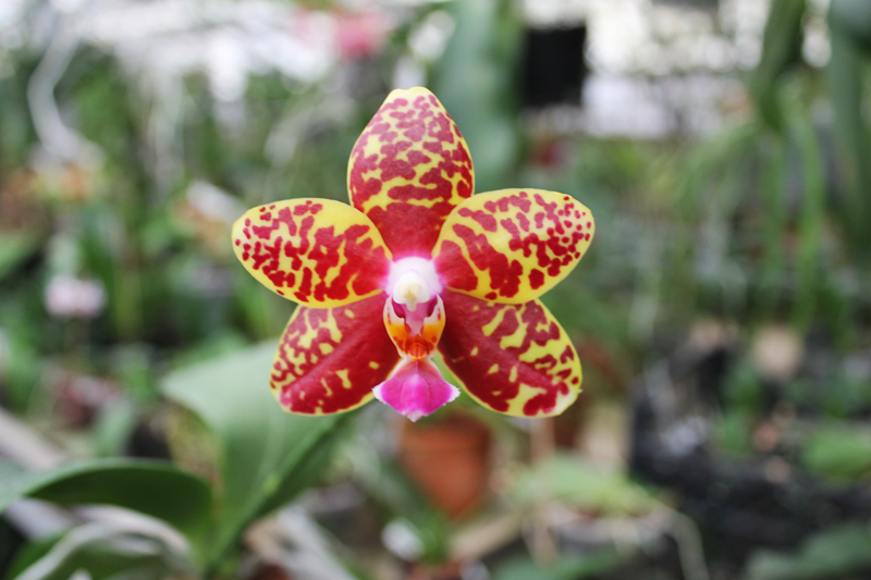Phalaenopsis Sogo Pony 'YS' (Ching Her Buddha x Sogo Kaiulani).jpg