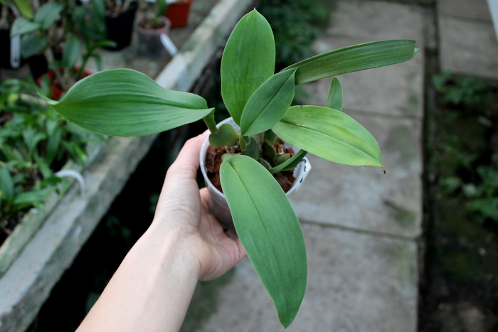 Trichopilia suavis.JPG