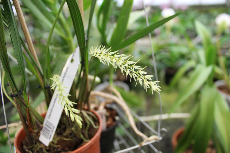 Dendrochilum yuccaefolium.jpg