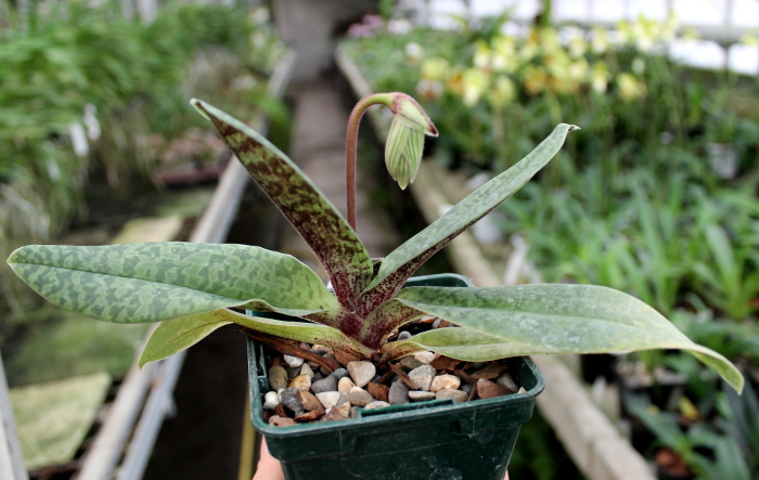 Paphiopedilum venustum.JPG