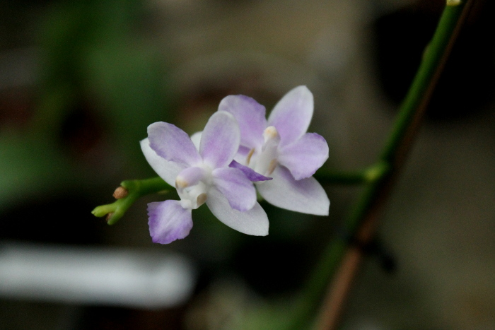 Doritaenopsis Tying Shin Blue Jay x equestris alba.JPG