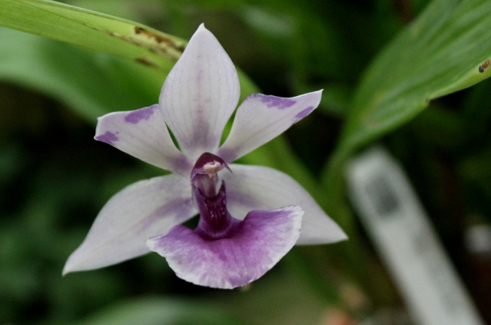 Zygopetalum 'Rhein Blue Angel'.JPG