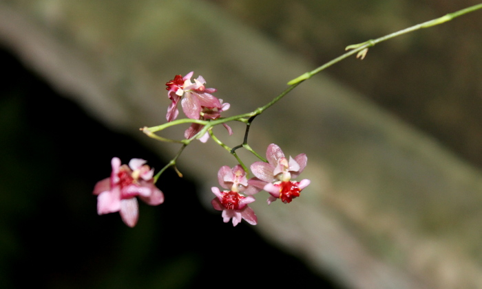 Oncidium Twinkle 'Red Fantasy'.JPG