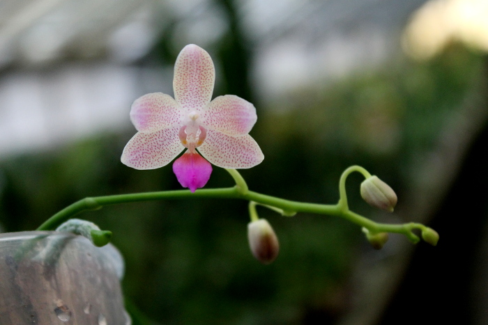 Phalaenopsis lindenii x javanica.JPG