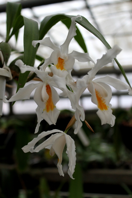 Coelogyne cristata.JPG