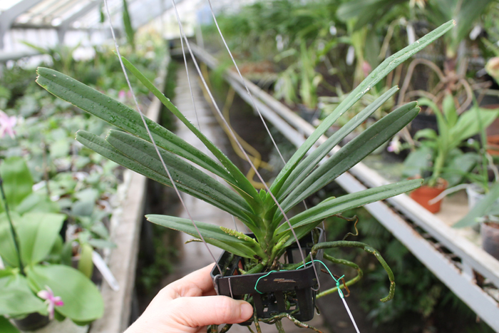 Ascocentrum ampullaceum.jpg