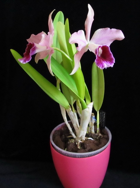 Laelia Pacavia (L. pupurata x L. tenebrosa)
