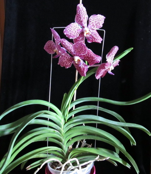 Vanda Kultana Fragrance x Vanda Kultana Ruby